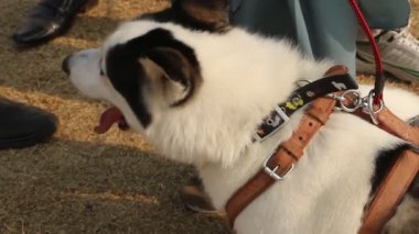 ISLAMABAD, PAKISTAN - 25 Aralık 2016 - Pakistan, İslamabad 'da Dawn Media Group tarafından düzenlenen Yıllık Tüm Üretim Şampiyonası Köpek Gösterisinde Sibirya Husky köpekleri.