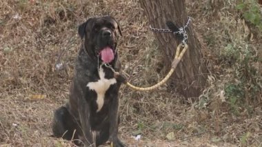 Toprak Gören Köpek Çiftliği Ağaca Bağlı