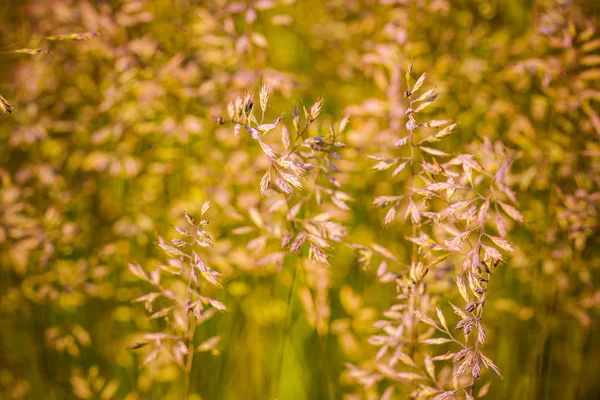 Bushy Haulmy Meadow Bush — Stock Photo, Image