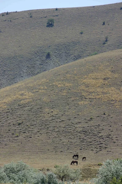 mera üzerinde atlar