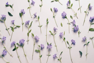 Açık renkli çiçekler