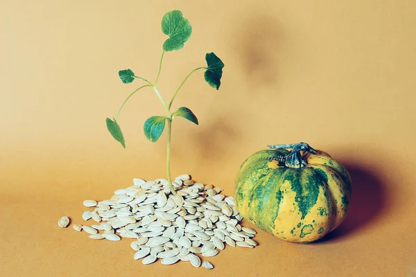Dovleac și germinare germinează din semințe de dovleac — Fotografie, imagine de stoc