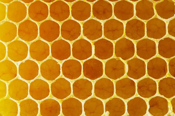 Konsistens av honeycomb. Närbild. — Stockfoto