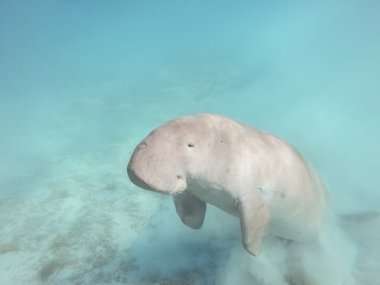 Dugong dugon. Deniz inek.