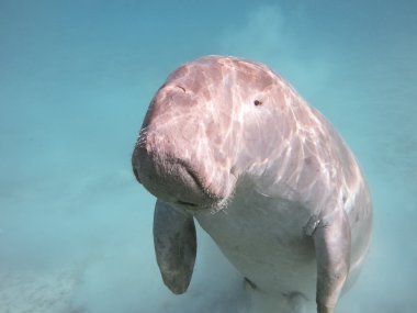 Dugong dugon. Deniz inek.