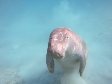 Dugong dugon. The sea cow. clipart