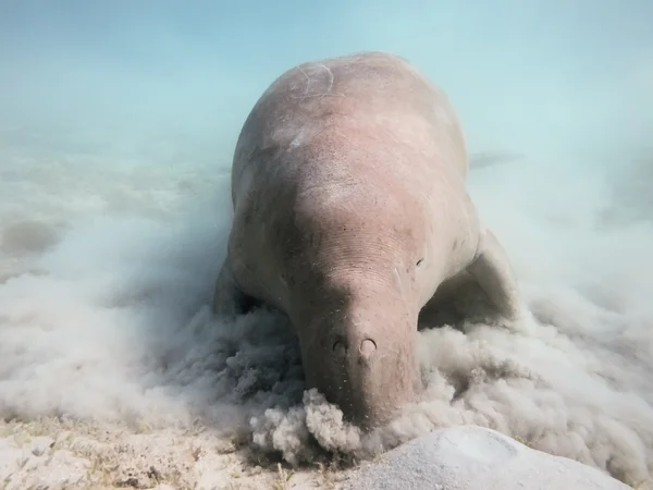 Dugong dugon. A tengeri tehén. — Stock Fotó