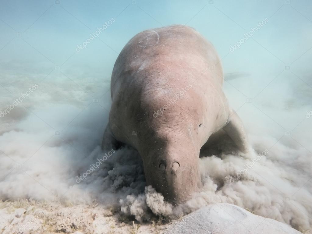 Dugong dugon. The sea cow. — Stock Photo © mrHanson #125219890