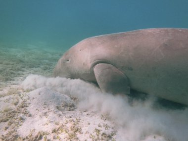 Dugong dugon. Deniz inek.