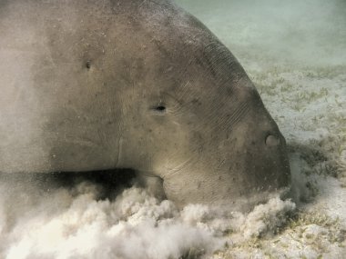 Dugong dugon. Deniz inek.