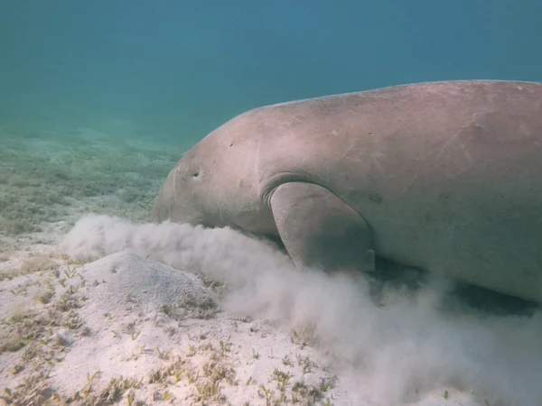 Dugong dugon. The sea cow. — Stock Photo, Image