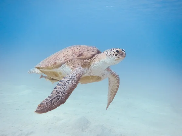 Grøn havskildpadde - Stock-foto