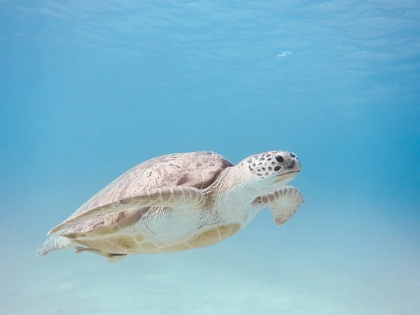 Tortuga marina verde Fotos de stock libres de derechos