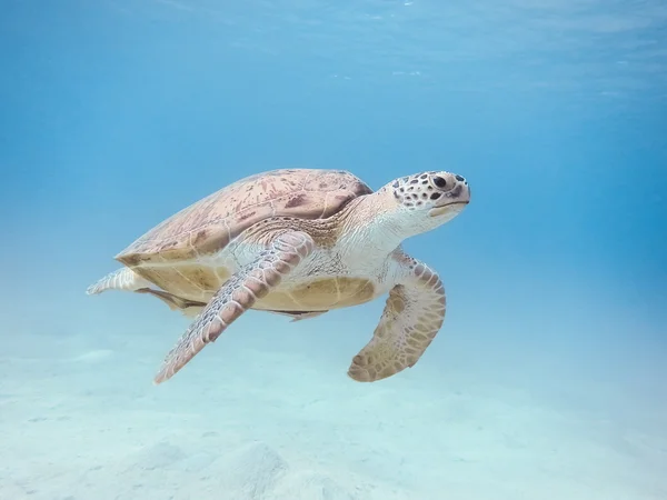 Grøn havskildpadde Royaltyfrie stock-fotos