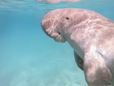 Dugong dugon. Deniz inek.
