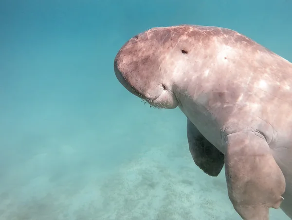 儒艮 dugon。海中之牛. 图库照片