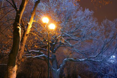 Winter Park, parlayan, kar dalları, büyülü ışık, Noel, yeni yıl, arka plan üzerinde ışıklar 