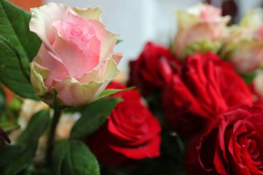 Güller, beyaz ve mor güller, arka plan beyaz duvar, tek bir gül,