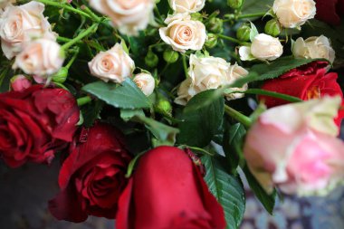 Güller, beyaz ve mor güller, arka plan beyaz duvar, tek bir gül,