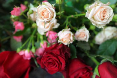 Güller, beyaz ve mor güller, arka plan beyaz duvar, tek bir gül,