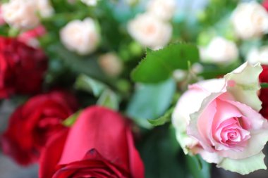 Güller, beyaz ve mor güller, arka plan beyaz duvar, tek bir gül,