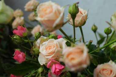 Güller, beyaz ve mor güller, arka plan beyaz duvar, tek bir gül,