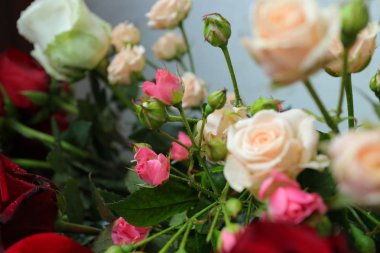 Güller, beyaz ve mor güller, arka plan beyaz duvar, tek bir gül,