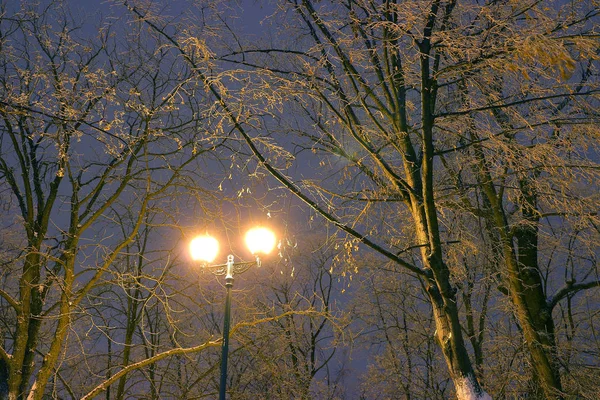 冬の公園、ライトに輝く、枝、魔法の光、クリスマス、新年、背景に雪 — ストック写真
