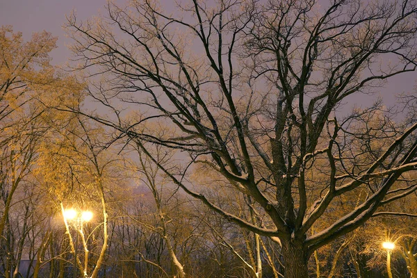 Winterpark, Lichter leuchten, der Schnee auf den Zweigen, magisches Licht, Weihnachten, Neujahr, Hintergrund — Stockfoto