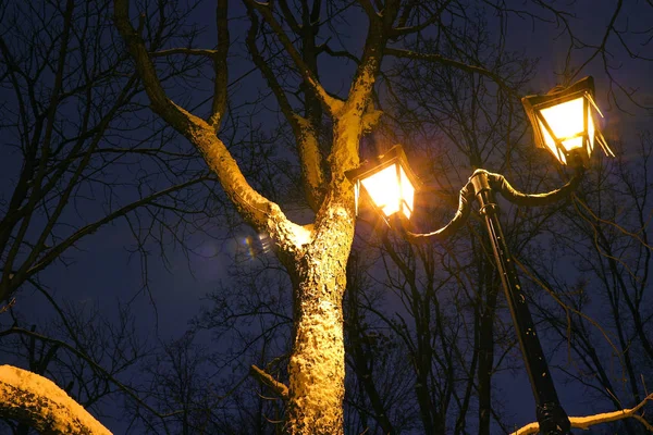 Winter Park, lights shining, the snow on the branches, magical light, christmas, new year, background