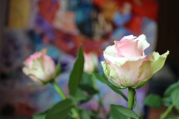 Roses, white and purple roses, , background white wall, a single rose,