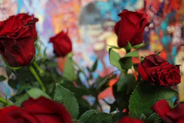 Rosas, rosas blancas y púrpuras, fondo blanco pared, una sola rosa , — Foto de Stock