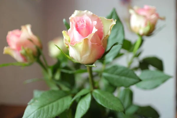 Rosen, weiße und lila Rosen,, Hintergrund weiße Wand, eine einzige Rose, — Stockfoto