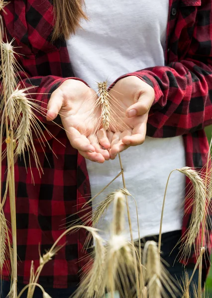 Detailní Foto mladé ženy držící zralé pšenice uši v oboru na — Stock fotografie