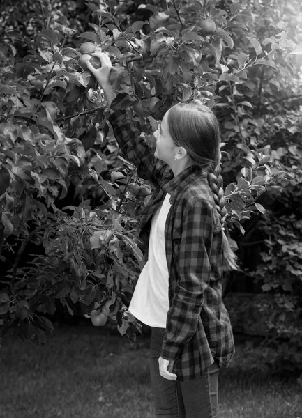 Black and white photo of beautiful teenage girl picking apples a — Stock Photo, Image