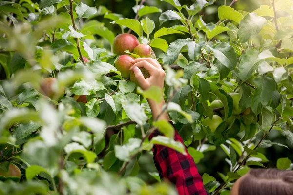 Primer plano de la mano femenina recogiendo manzanas rojas maduras — Foto de Stock