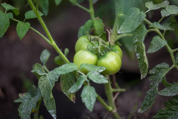 Closeup image of ripe green apples hanging on tree at garden — Stock Photo, Image