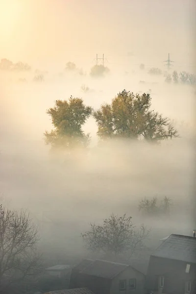 Krásný les, mlha se vztahuje na brzy ráno před východem slunce — Stock fotografie