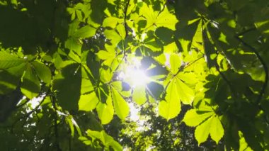 Taze yeşil yaprakları parlak parlak güneş ışınları