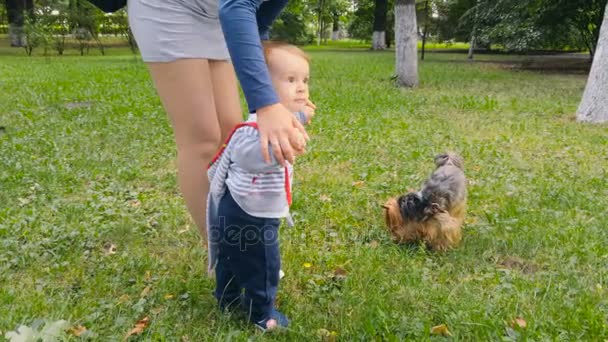 Милый мальчик играет с собачкой в парке — стоковое видео