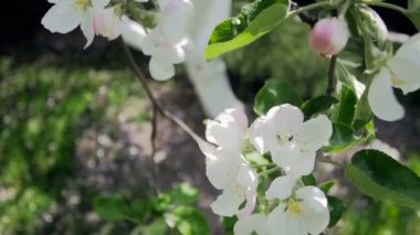 Elma ağacı orchard'çiçek çiçekler closeup ağır çekim video