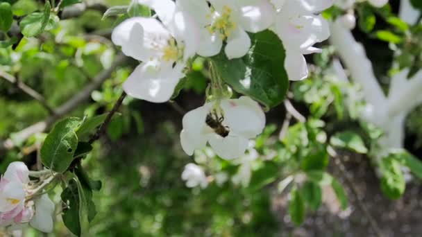 Closeup video van bea verzamelen stuifmeel van apple tree bloem — Stockvideo