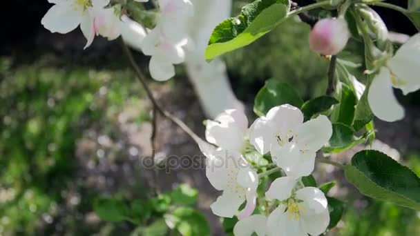 Closeup slow-motion video van bloeiende bloemen op appelboom op boomgaard — Stockvideo