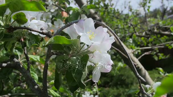 Gros plan ralenti vidéo de floraison pommier à la journée ensoleillée — Video