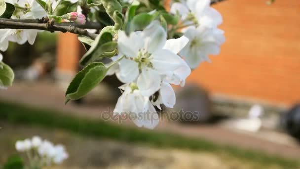 Gros plan ralenti vidéo de l'abeille assis sur les fleurs de pomme — Video