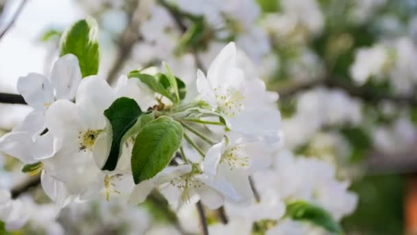 Slow motion video of apple tree branch with blossoming flowers — Stock Video