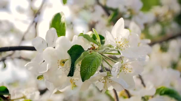 Foto tonificada en cámara lenta de hermosas flores en el manzano en el día soleado — Vídeo de stock