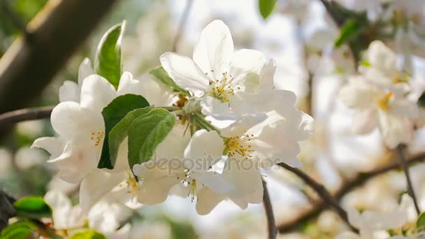 Gestemde schot van bloeiende bloemen op appelboom op boomgaard — Stockvideo