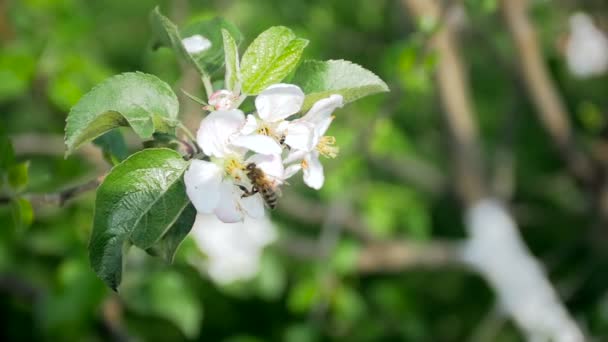 Macro slow motion footage of bee pollinating apple tree in orchard — Stock Video