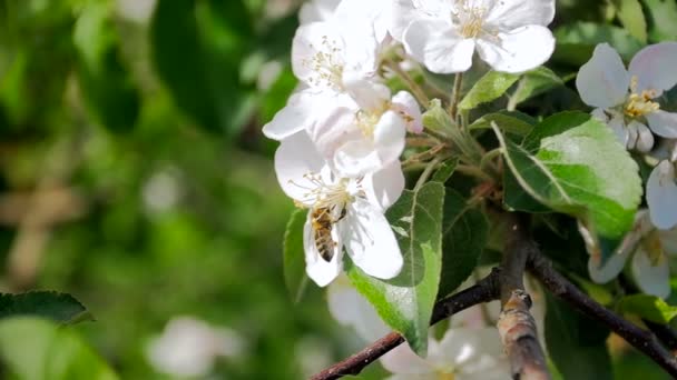 Slow motion closeup video of bee collecting pollen from blossoming apple tree — Stock Video